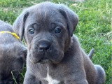 Réservation chiots Cane Corso LOF 8 mâles et 4 femelles nés en juin 2026