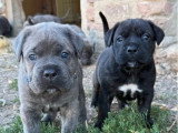 Réservation chiots Cane Corso LOF 8 mâles et 4 femelles nés en juin 2026