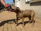 Chiot femelle American Bully XL de 9 mois à vendre non LOF