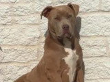 Chiot femelle American Bully XL de 9 mois à vendre non LOF