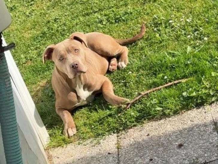 Chiot femelle American Bully XL de 9 mois à vendre non LOF