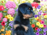 Chiot Rottweiler mâle LOF à réserver