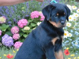 Chiot Rottweiler mâle LOF à réserver