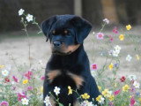 Chiot Rottweiler mâle LOF à réserver