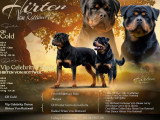 Chiot Rottweiler mâle LOF à réserver