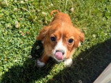 Chiot Cavalier King Charles mâle non LOF né en avril 2026 à vendre