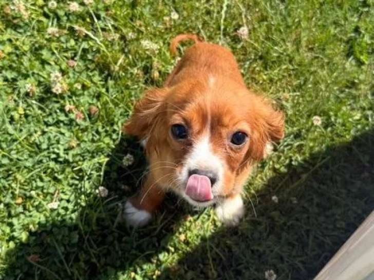Chiot Cavalier King Charles mâle non LOF né en avril 2026 à vendre