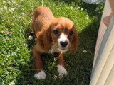 Chiot Cavalier King Charles mâle non LOF né en avril 2026 à vendre