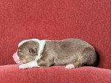 8 chiots Berger Australien LOF nés en juillet 2026 à réserver