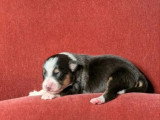 8 chiots Berger Australien LOF nés en juillet 2026 à réserver