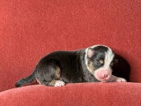8 chiots Berger Australien LOF nés en juillet 2026 à réserver