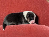 8 chiots Berger Australien LOF nés en juillet 2026 à réserver