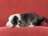 8 chiots Berger Australien LOF nés en juillet 2026 à réserver