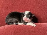8 chiots Berger Australien LOF nés en juillet 2026 à réserver