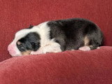 8 chiots Berger Australien LOF nés en juillet 2026 à réserver