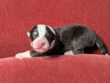 8 chiots Berger Australien LOF nés en juillet 2026 à réserver