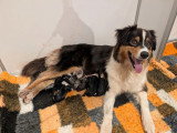 8 chiots Berger Australien LOF nés en juillet 2026 à réserver