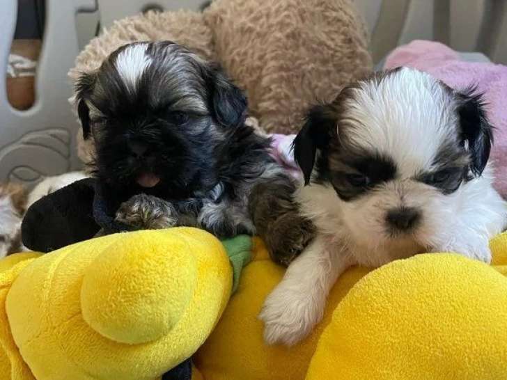 4 chiots Shih Tzu non LOF nés en juin 2026 à réserver