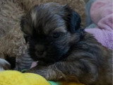 4 chiots Shih Tzu non LOF nés en juin 2026 à réserver