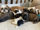 4 chiots Shih Tzu non LOF nés en juin 2026 à réserver