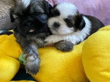 4 chiots Shih Tzu non LOF nés en juin 2026 à réserver
