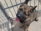 Réservation 2 chiots Berger Allemand gris LOF 1 mâle 1 femelle