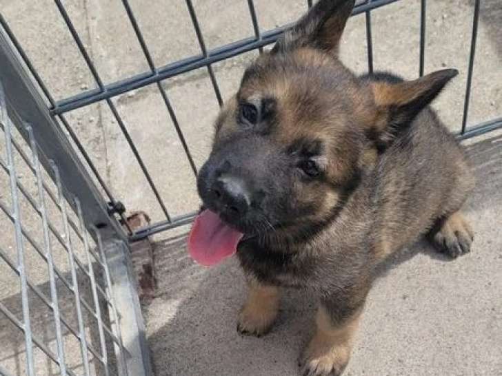 Réservation 2 chiots Berger Allemand gris LOF 1 mâle 1 femelle