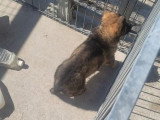 Réservation 2 chiots Berger Allemand gris LOF 1 mâle 1 femelle