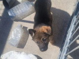 Réservation 2 chiots Berger Allemand gris LOF 1 mâle 1 femelle
