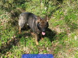 Réservation 2 chiots Berger Allemand gris LOF 1 mâle 1 femelle