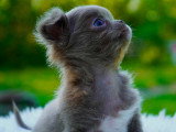 Chiots Chihuahua à vendre (3 femelles & 1 mâle)