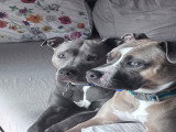 Chiots Amstaff à la robe tricolore à vendre
