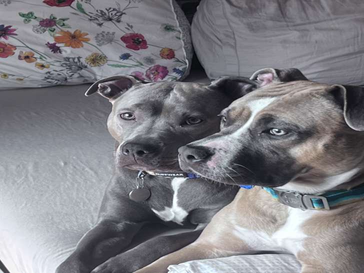 Chiots Amstaff à la robe tricolore à vendre