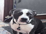 Chiots Amstaff à la robe tricolore à vendre