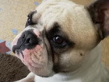 Mâle de type Bouledogue Français disponible pour saillie