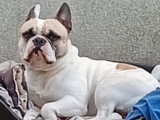 Mâle de type Bouledogue Français disponible pour saillie