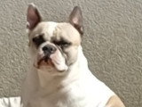 Mâle de type Bouledogue Français disponible pour saillie