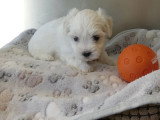 3 chiots Bichon Maltais non LOF nés en mai 2026 à vendre