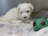 3 chiots Bichon Maltais non LOF nés en mai 2026 à vendre