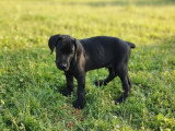 4 chiots Dobermann non LOF d'avril 2026 en vente