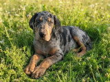 4 chiots Dobermann non LOF d'avril 2026 en vente