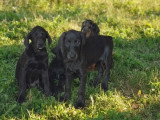 4 chiots Dobermann non LOF d'avril 2026 en vente