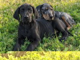 4 chiots Dobermann non LOF d'avril 2026 en vente