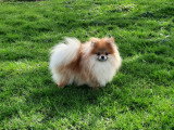Femelle Spitz Nain Pomeranien avec pedigree à vendre