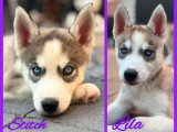 Adorables petites chiennes Husky à vendre