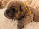 7 chiots Chow Chow LOF fauve bleu noir et cinnamon de juin 2026 en vente