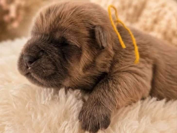 7 chiots Chow Chow LOF fauve bleu noir et cinnamon de juin 2026 en vente