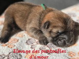7 chiots Chow Chow LOF fauve bleu noir et cinnamon de juin 2026 en vente