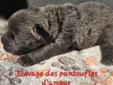 7 chiots Chow Chow LOF fauve bleu noir et cinnamon de juin 2026 en vente