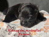 7 chiots Chow Chow LOF fauve bleu noir et cinnamon de juin 2026 en vente